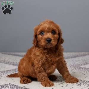 Oliver, Cavapoo Puppy